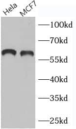 G3BP2 Antibody - BSA Free
