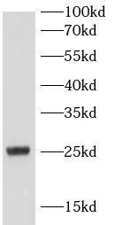 MT-ATP6 Antibody - BSA Free