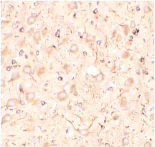 KISS1 Antibody - BSA Free