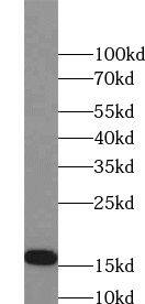 SELM Antibody - BSA Free