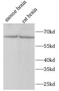 FOXO6 Antibody - BSA Free