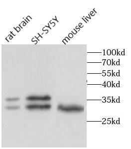 ADO Antibody - BSA Free