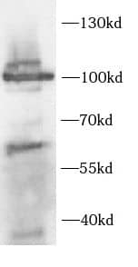 CHM Antibody - BSA Free