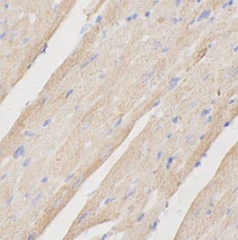 FUCA2 Antibody - BSA Free