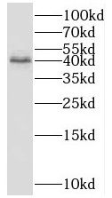 FUCA2 Antibody - BSA Free