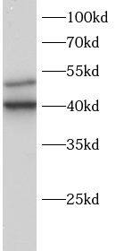 Slap Antibody - BSA Free
