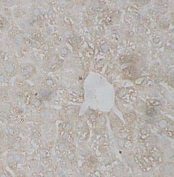 KIR2DS3 Antibody - BSA Free
