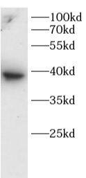 MOK Antibody - BSA Free
