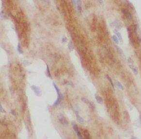 MOK Antibody - BSA Free