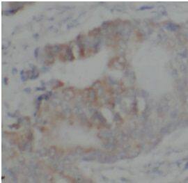 ELK3 Antibody - BSA Free