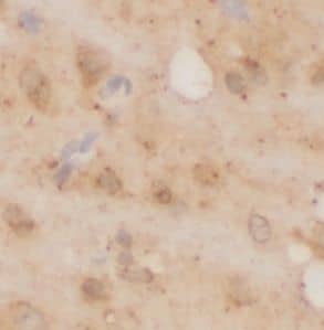 mGluR4 Antibody - BSA Free