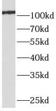 mGluR4 Antibody - BSA Free
