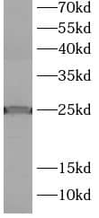 LMO1 Antibody - BSA Free