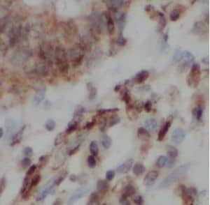 LMO1 Antibody - BSA Free