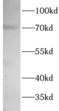 Wee1 Antibody - BSA Free