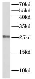 Claudin-5 Antibody - BSA Free