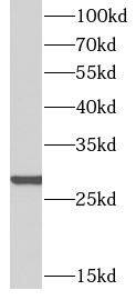 PAC2 Antibody - BSA Free