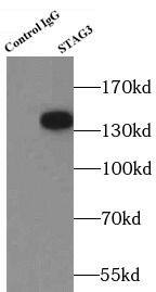 STAG3 Antibody - BSA Free
