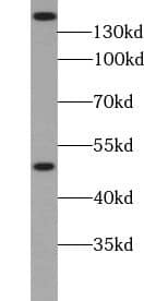 ZRANB3 Antibody - BSA Free