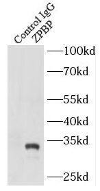 ZPBP Antibody - BSA Free