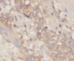 SLC30A7 Antibody - BSA Free
