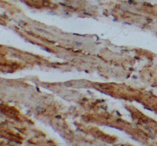 MCC2 Antibody - BSA Free