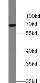 UNC5CL Antibody - BSA Free