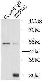 ZNF740 Antibody - BSA Free