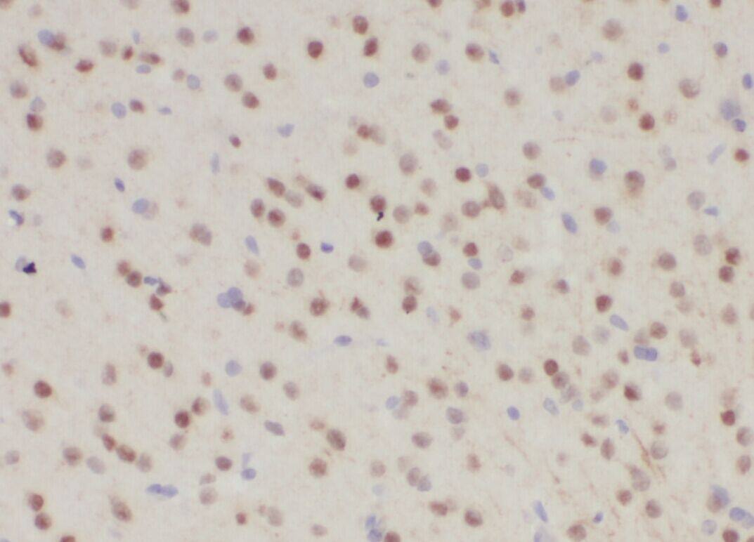 ZNF597 Antibody - BSA Free