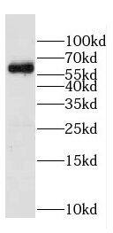Copine-6 Antibody - BSA Free