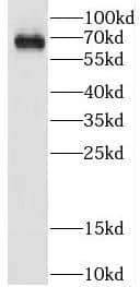 CPNE5 Antibody - BSA Free