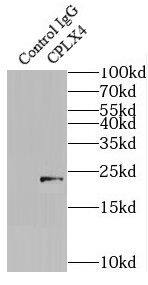 CPLX4 Antibody - BSA Free