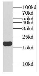 Complexin-1 Antibody - BSA Free