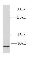 COX8A Antibody - BSA Free