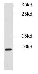 COX7B Antibody - BSA Free