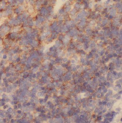 COX7B Antibody - BSA Free