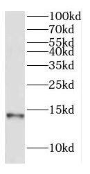 COX7A2L Antibody - BSA Free