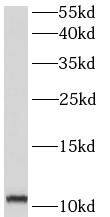 COX6B2 Antibody - BSA Free