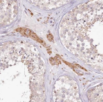 COX6B2 Antibody - BSA Free