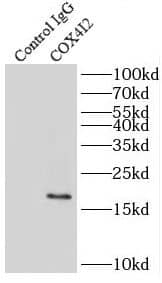 COX IV Isoform 2 Antibody - BSA Free