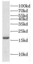 COX IV Isoform 2 Antibody - BSA Free