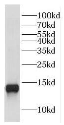 COX16 Antibody - BSA Free