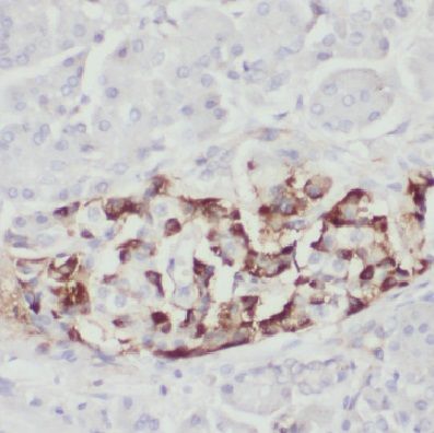 COX11 Antibody - BSA Free