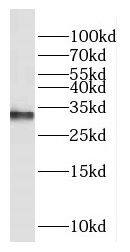 COX11 Antibody - BSA Free