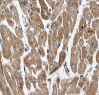 COQ6 Antibody - BSA Free