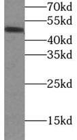COQ6 Antibody - BSA Free