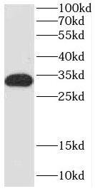 COQ4 Antibody - BSA Free