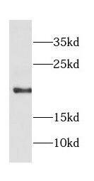 COPZ1 Antibody - BSA Free