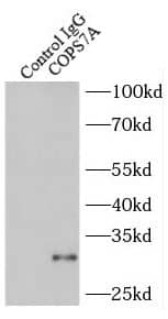 COPS7A Antibody - BSA Free