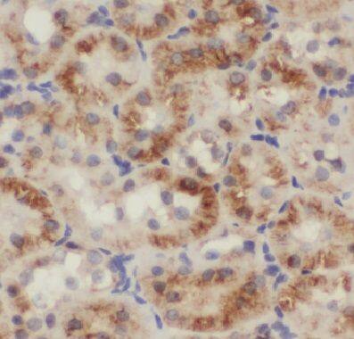 COPS7A Antibody - BSA Free